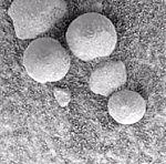 Mars 'blueberries' (NASA/JPL)