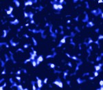 CFHTLenS dark matter map (CFHT)