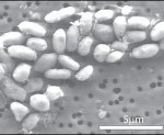 GFAJ-1 arsenic microbe (AAAS/Science)