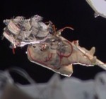 ISS EVA on 2013 August 16 (NASA)
