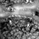 Magnetite chain found in ALH84001