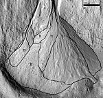 Mars gully depositional fan (Brown Univ.)